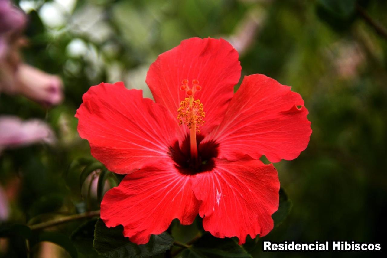 가로파바 Residencial Hibiscos - Vista Mar 빌라 외부 사진