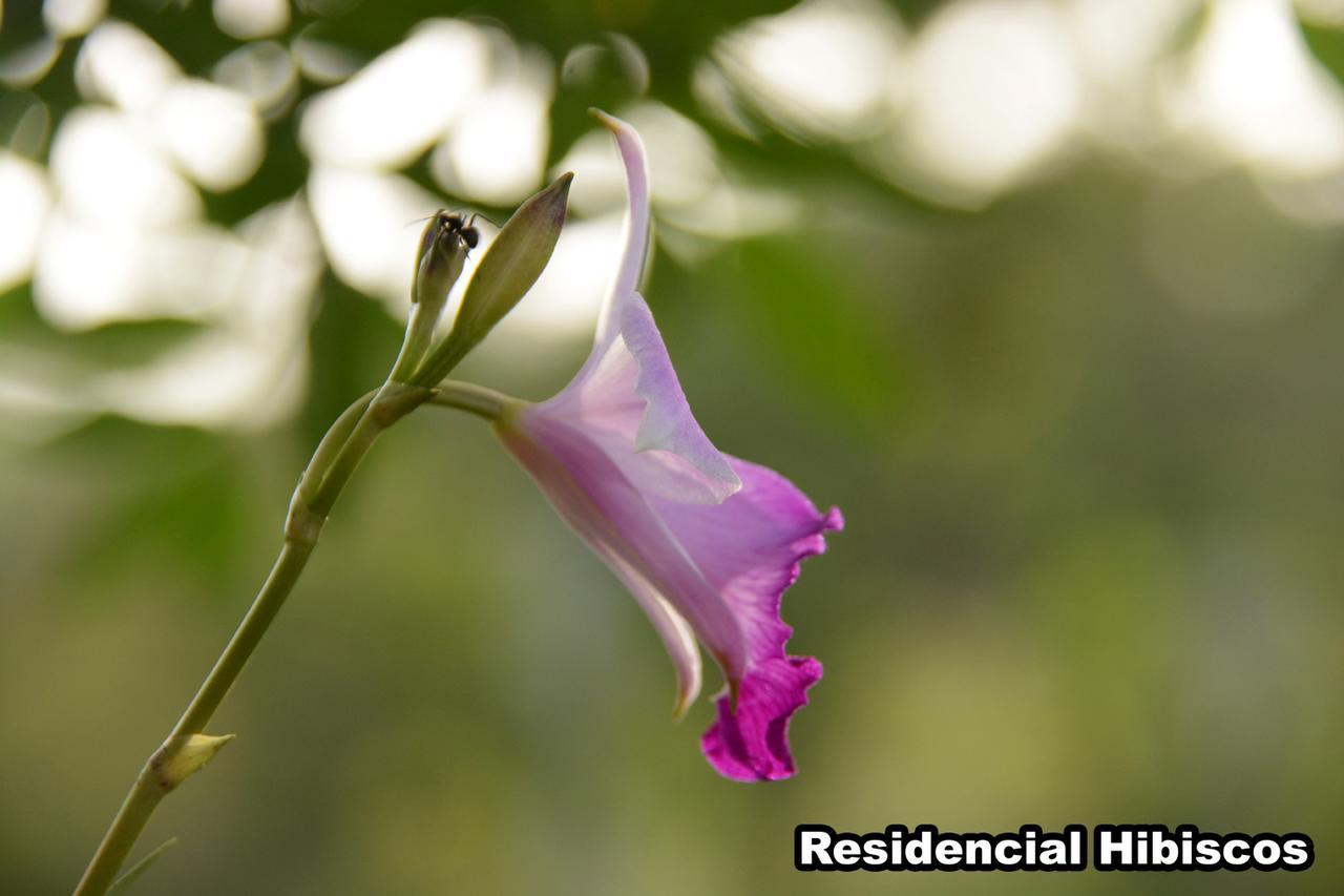 가로파바 Residencial Hibiscos - Vista Mar 빌라 외부 사진